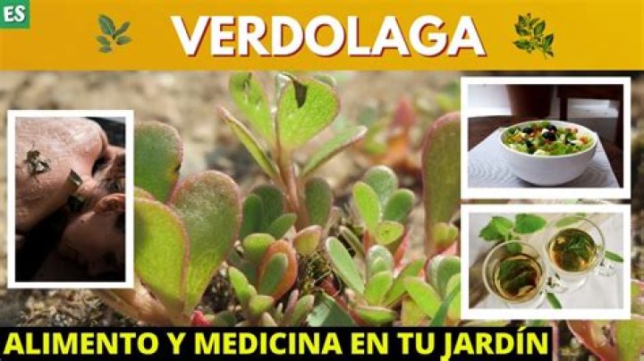 Discover the Remarkable Benefits of Verdolagas for a Healthier Lifestyle