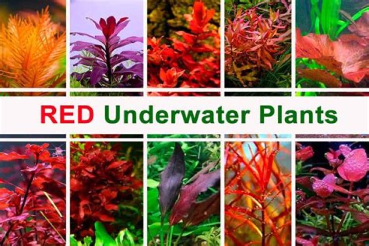 Exploring the Fascinating World of Underwater Plants
