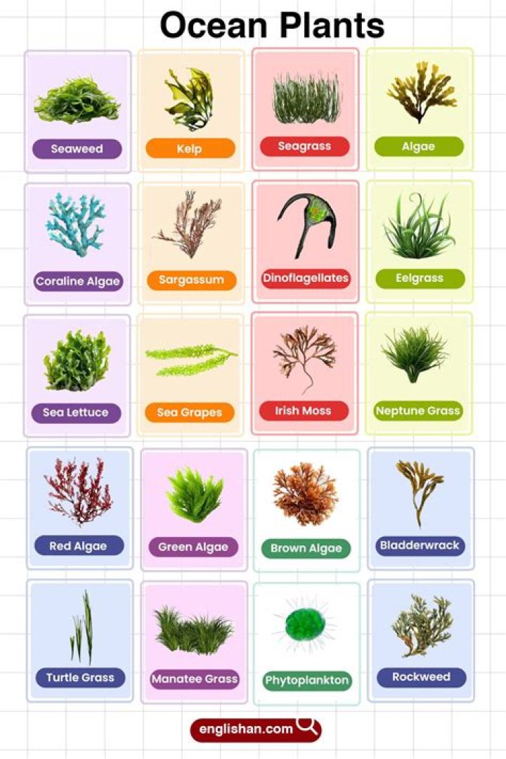 Pictures of Ocean Plants with Names: A Comprehensive Guide to Marine Flora